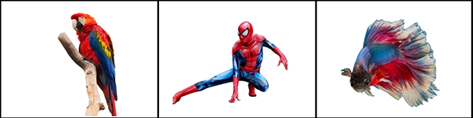 Spiderman i sin røde og blåe drakt, en rød- og blåfarget fisk og en rød- og blåfarget papegøye